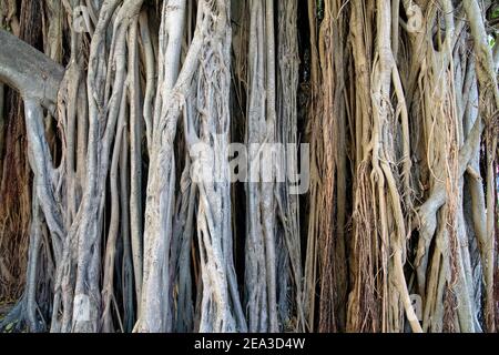 Nahaufnahme einer banyan-Baumwurzel Stockfoto
