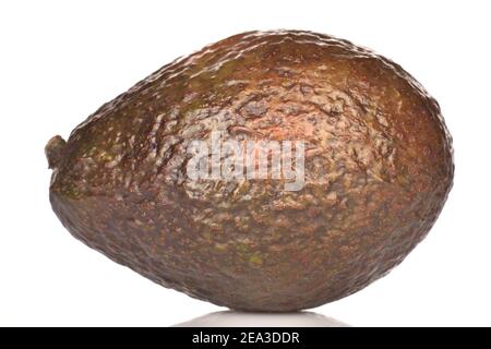 Eine ganze dunkelgrün gerundet reif lecker nahrhafte Avocado auf weißem Hintergrund. Stockfoto