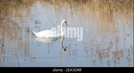 Weiße schöne Schwan schwimmt allein auf dem Wasser, Wasservögel brauchen einen ruhigen Ort, um ihre jungen Babys schlüpfen Stockfoto