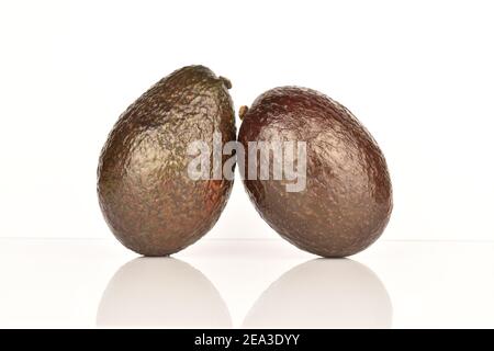 Zwei ganze dunkelgrüne abgerundete reife köstliche nahrhafte Avocados auf weißem Hintergrund. Stockfoto