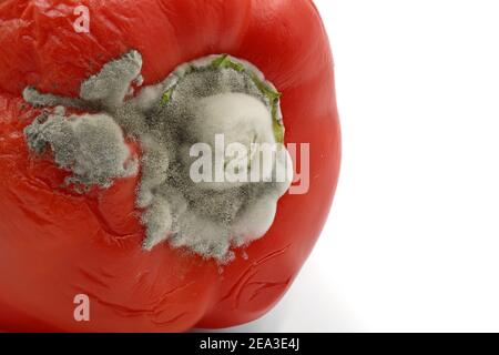 Nahaufnahme von verfaulten süßen roten Paprika mit weißen flauschigen Schimmel isoliert auf weißem Hintergrund mit Kopierraum Stockfoto