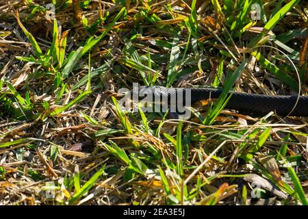 Southern Black Racer (Coluber constrictor ssp. priapus) Schlange im Gras Stockfoto