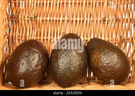 Drei ganze dunkelgrün abgerundet reif lecker nahrhaft Avocados liegen In einem Weidenkorb Stockfoto