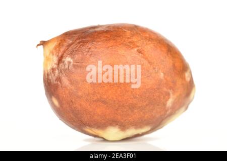 Ein ganzer brauner, runder Avocado-Knochen, Nahaufnahme, auf weißem Hintergrund Stockfoto