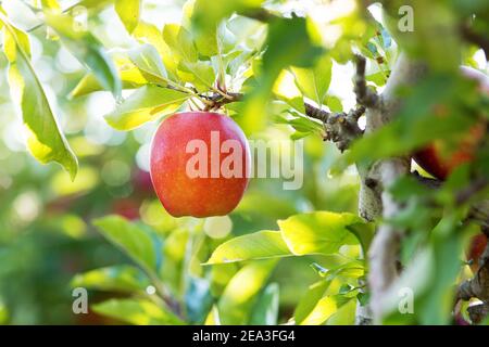 Ein Pink Lady (oder Cripps Pink) Apfel, der im Oktober in einem Obstgarten in Northborough, Massachusetts, USA, hängt. Stockfoto