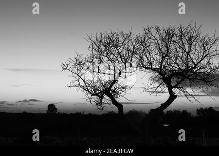 Landschaft Silhouette - Region Apulien (Italien) Stockfoto