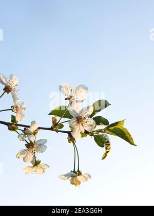 Ein blühender Ast von Apfelbaum im Frühling.Weiße Blumen der Kirsche blühen an einem Frühlingstag über blauem Himmel Hintergrund. Blühender Obstbaum.Apfel Stockfoto