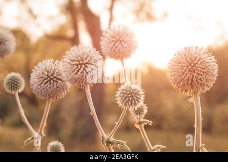 Kugelschnauze oder Echinops sphaerocephalus ist eine beliebte Pflanze in Volkstümliche Kräutermedizin Stockfoto