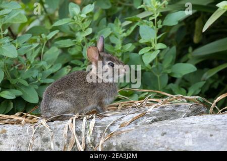 Porträt eines jungen Hasen aus Baumwollschwanz, Sylvilagus floridanus, sitzend auf einer Felswand. Stockfoto