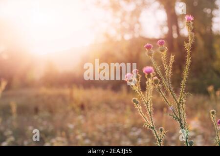 Lila Thistle Blume in den Strahlen der aufgehenden Sonne. Beliebte medizinische Pflanze und Symbol von Schottland Stockfoto
