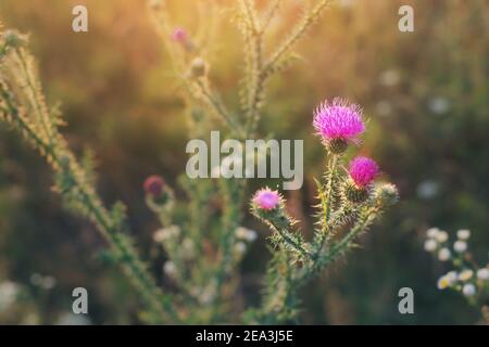 Lila Thistle Blume in den Strahlen der aufgehenden Sonne. Beliebte medizinische Pflanze und Symbol von Schottland Stockfoto
