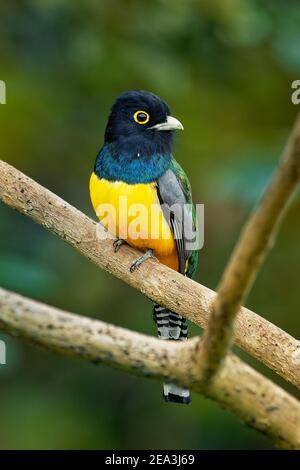 Gartered Trogon - Trogon caligatus auch nördlicher violaceous Trogon, gelb und dunkelblau, grüner Singvogel, in Wäldern Mexiko, Mittelamerika, t Stockfoto