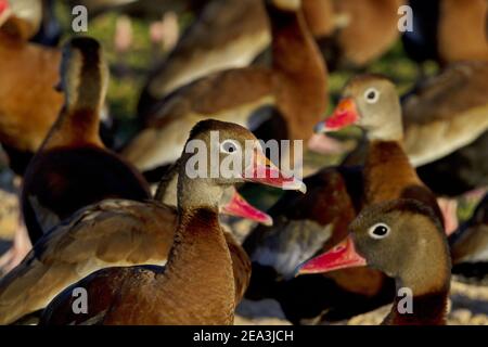 Flock von Black-bellied Pfeifenten mit ausgewählten Fokus auf einzelne Ente und hohe Sichtbarkeit von rötlich rosa Scheine. Die Lage ist Brownsville, Texas. Stockfoto