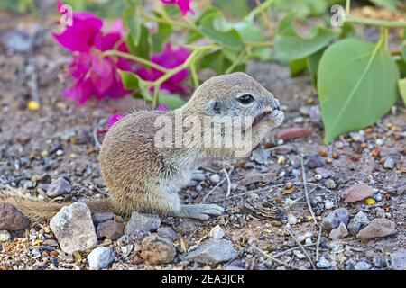 Round tailed Boden Eichhörnchen knabbert Samen vor Bougainvillea in Tucson, Arizona, USA. Stockfoto