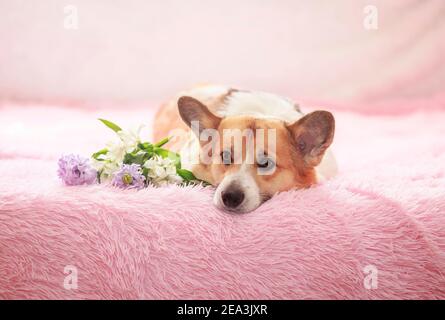 Porträt eines niedlichen Corgi-Hundes mit großen Ohren liegend Auf einer rosa Decke mit einem Blumenstrauß Stockfoto