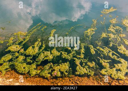Der See oder Fluss blühte und kleine grüne Algen und sickern in ihm vervielfacht. Das Konzept einer Naturkatastrophe und die Freisetzung von Schadstoffen int Stockfoto