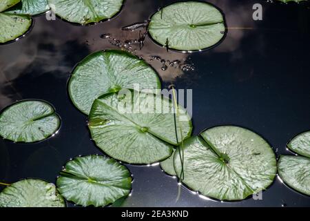 Mehrere große lebendige grüne Lilienpads schwimmen auf der Oberfläche von blauem Süßwasser. Die grünen runden Blätter haben eine wachsartige Oberfläche und einige der Blätter. Stockfoto