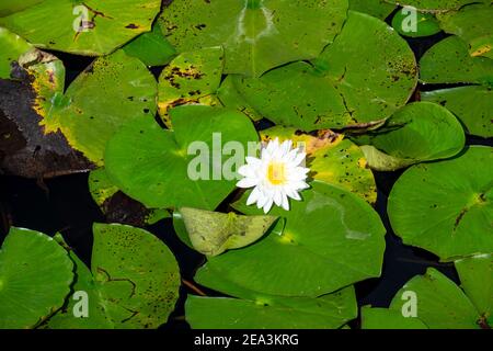 Eine helle weiße Seerose mit einem gelben Karpellzentrum schwimmend. Die große Cuplike Blume ist unter großen reichen grünen Lilienpads, die abgerundet sind. Stockfoto