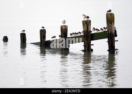 Steinplatten, graue Pfropfensteine und ein Rotschenkel, die auf den Überresten alter Groynes thronen, die sich in ruhigem Wasser spiegeln. Stockfoto