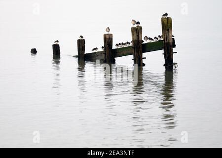 Steinplatten, graue Pfropfensteine und ein Rotschenkel, die auf den Überresten alter Groynes thronen, die sich in ruhigem Wasser spiegeln. Stockfoto