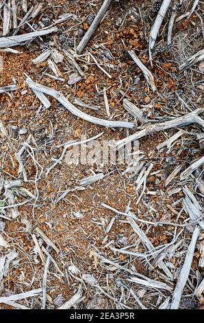 Haufen von trockenen Ästen auf dem Boden im Nadelwald. Nahaufnahme von Holz und Nadeln bei Unterholz Stockfoto
