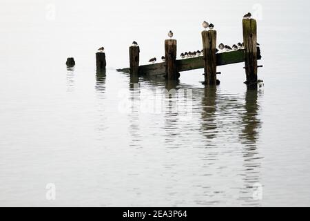 Steinplatten, graue Pfropfensteine und ein Rotschenkel, die auf den Überresten alter Groynes thronen, die sich in ruhigem Wasser spiegeln. Stockfoto