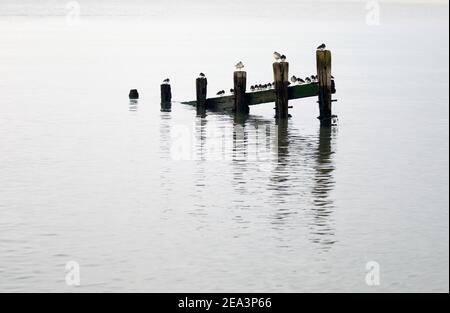 Steinplatten, graue Pfropfensteine und ein Rotschenkel, die auf den Überresten alter Groynes thronen, die sich in ruhigem Wasser spiegeln. Stockfoto