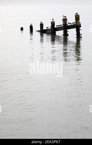 Steinplatten, graue Pfropfensteine und ein Rotschenkel, die auf den Überresten alter Groynes thronen, die sich in ruhigem Wasser spiegeln. Stockfoto