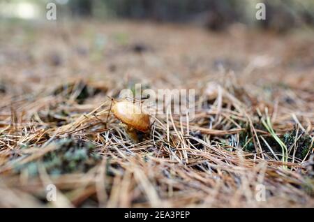 Wilder Pilz im Herbstwald. Familienname Boletaceae, Wissenschaftlicher Name Suillus Stockfoto