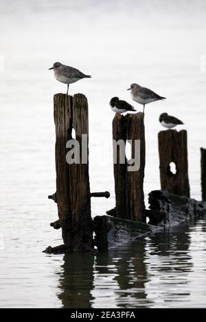 Steinplatten und graue Pfropfensteine thronen auf den Überresten alter Groynes, die sich in ruhigem Wasser spiegeln. Stockfoto