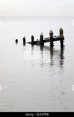 Steinplatten, graue Pfropfensteine und ein Rotschenkel, die auf den Überresten alter Groynes thronen, die sich in ruhigem Wasser spiegeln. Stockfoto