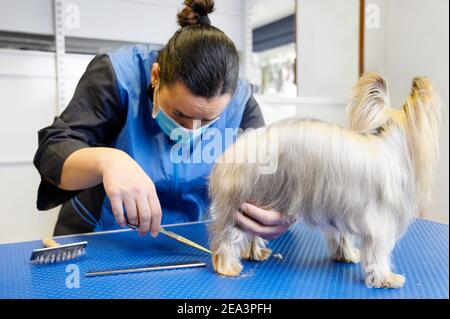 Yorkshire Terrier Hund wird in Tierpflege-Studio gepflegt. Frau Pistenraupe schneidet Hundehaar im Schönheitssalon für Tiere. Hochwertige Fotos. Stockfoto