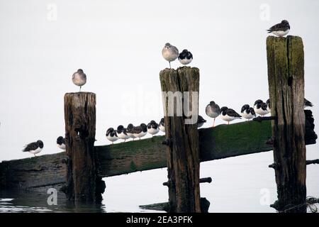 Steinplatten, graue Pfropfensteine und ein Rotschenkel, die auf den Überresten alter Groynes thronen, die sich in ruhigem Wasser spiegeln. Stockfoto