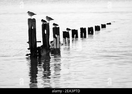 Steinplatten und graue Pfropfensteine thronen auf den Überresten alter Groynes, die sich in ruhigem Wasser spiegeln. Stockfoto