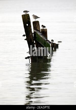 Steinplatten und graue Pfropfensteine thronen auf den Überresten alter Groynes, die sich in ruhigem Wasser spiegeln. Stockfoto