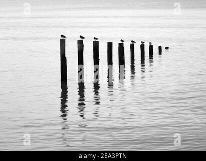 Turnstones thront auf den Resten von alten Groynes in ruhigem Wasser reflektiert. Stockfoto