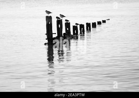 Steinplatten und graue Pfropfensteine thronen auf den Überresten alter Groynes, die sich in ruhigem Wasser spiegeln. Stockfoto