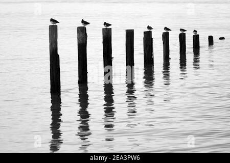 Turnstones thront auf den Resten von alten Groynes in ruhigem Wasser reflektiert. Stockfoto