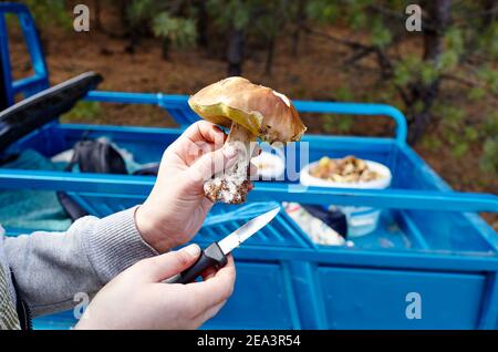 Die weibliche Hand hält einen im Wald gesammelten Pilz. Sammeln von Wildpilzen im Herbstwald. Familienname Boletaceae, Wissenschaftlicher Name Boletus ed Stockfoto