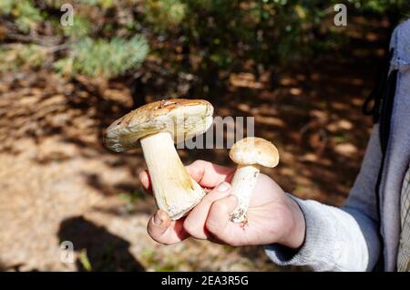 Die weibliche Hand hält einen im Wald gesammelten Pilz. Sammeln von Wildpilzen im Herbstwald. Familienname Boletaceae, Wissenschaftlicher Name Boletus ed Stockfoto
