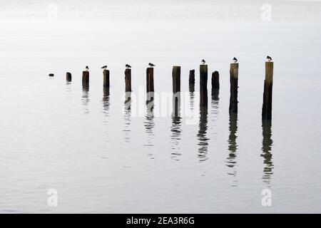 Turnstones thront auf den Resten von alten Groynes in ruhigem Wasser reflektiert. Stockfoto