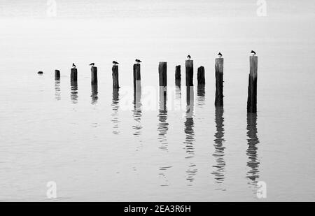 Turnstones thront auf den Resten von alten Groynes in ruhigem Wasser reflektiert. Stockfoto