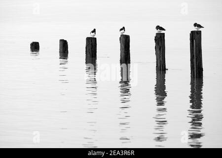 Turnstones thront auf den Resten von alten Groynes in ruhigem Wasser reflektiert. Stockfoto