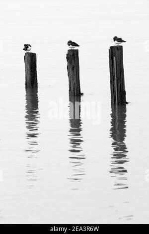 Turnstones thront auf den Resten von alten Groynes in ruhigem Wasser reflektiert. Stockfoto