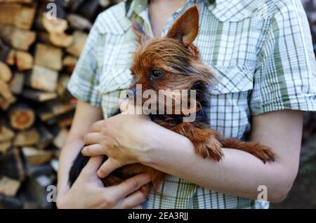 Frau mit yorkshire Terrier Hund. Liebevoller Hund in den Armen seines Besitzers im Freien. Konzept der Pflege für ein Haustier und Tier Adoption Stockfoto