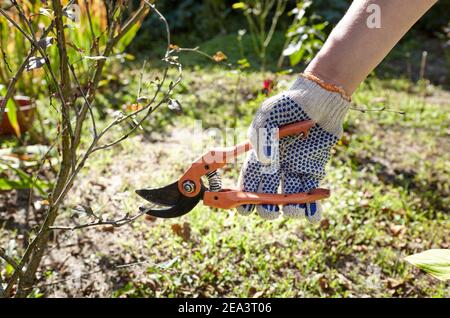 Frau im Garten im Hinterhof. Womans Hände mit einer Schere schneiden verwelkten Blumen auf Rosenbusch. Saisonale Gartenarbeit, Beschneiden von Pflanzen mit Beschneidung Shea Stockfoto