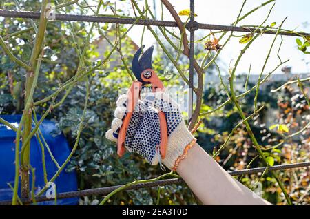 Frau im Garten im Hinterhof. Womans Hände mit einer Schere schneiden verwelkten Blumen auf Rosenbusch. Saisonale Gartenarbeit, Beschneiden von Pflanzen mit Beschneidung Shea Stockfoto