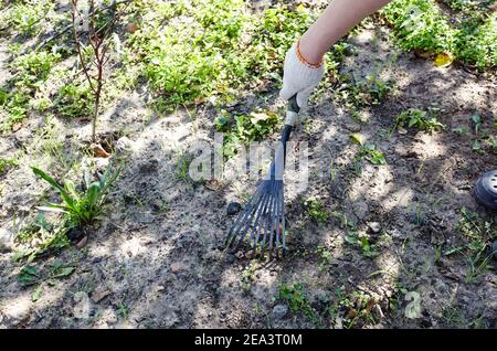 Frau im Garten im Hinterhof. Die Hände des Gärtners verwenden einen Rechen, um den Boden für das Pflanzen von Samen und Pflanzen zu lockern Stockfoto