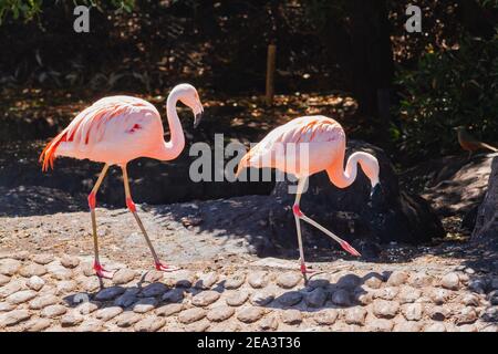 Chilenische Flamingos, Phoenicopterus chilensis, in einem Teich für diese Vögel in einem Grundstück oder Zentrum gewidmet Meeresfauna. Stockfoto