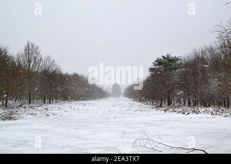 Snowfall at Knole Park, Sevenoaks, Kent, England, 7. Februar 2021. Stockfoto